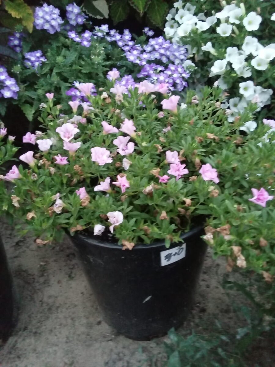 Цион+Осмокот в начале июля