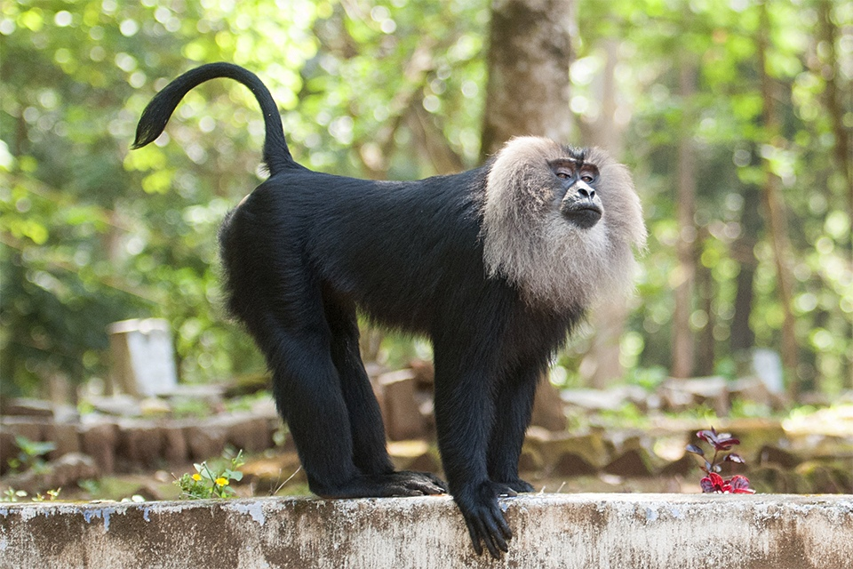 Вот такой красавчик — львинохвостый макак. Источник фото: fishki.net