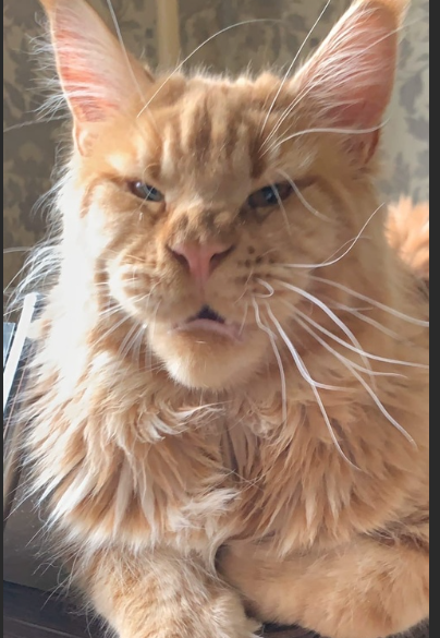 яндекс фото