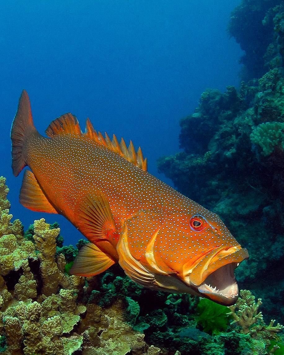 Фото из открытого источника 