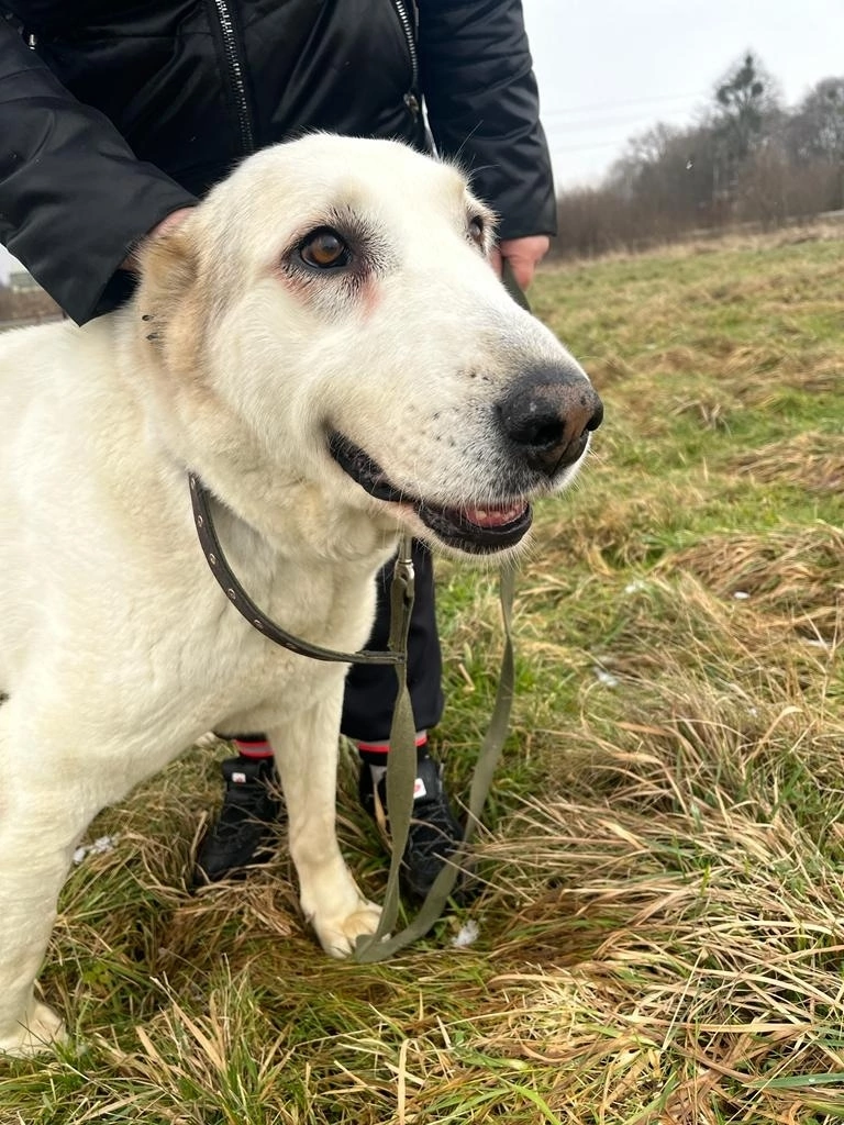Очаровательная, нежная Умочка!😍 У неё диагностировали гнойный отит😞