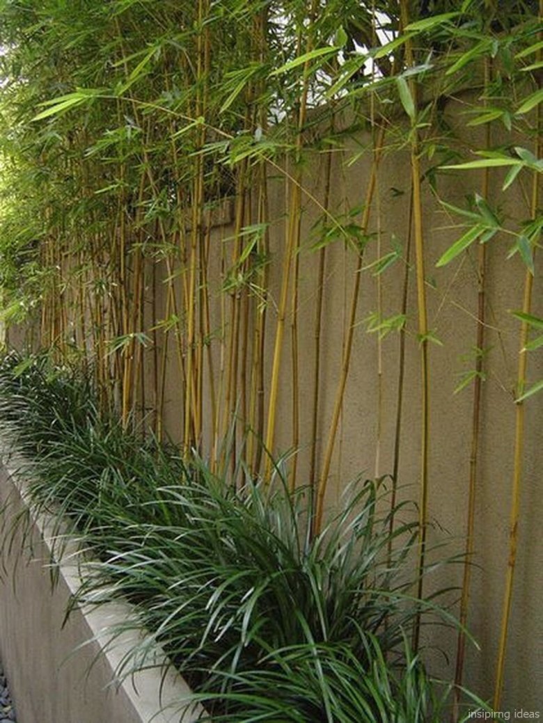 Bambusa Phyllostachys Aurea