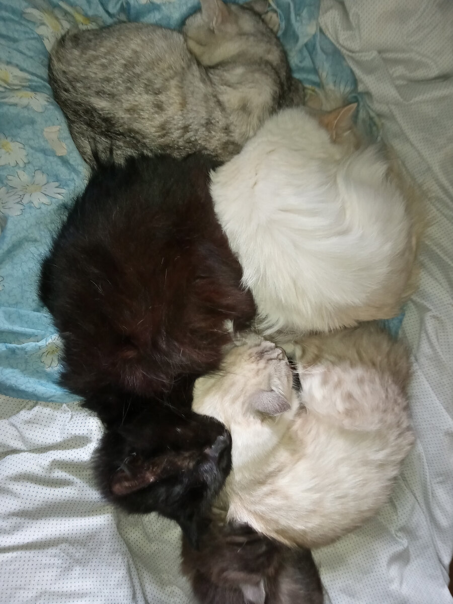 Сейчас, когда я пишу эту статью...Вот это́ все под боком в центре. Я на краешке, но с кровати не падаю- привычка. "Как здорово, что все мы здесь сегодня собрались"