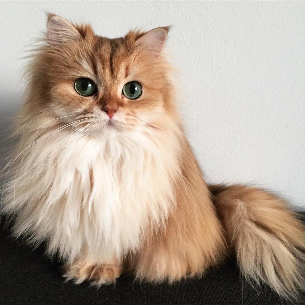Европейская кошка длинношерстная