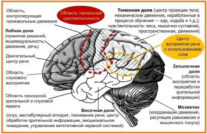 Функции теменного отдела. Борозды головного мозга схема. Затылочно теменные отделы мозга. Функции теменного отдела. Функции теменного отдела.