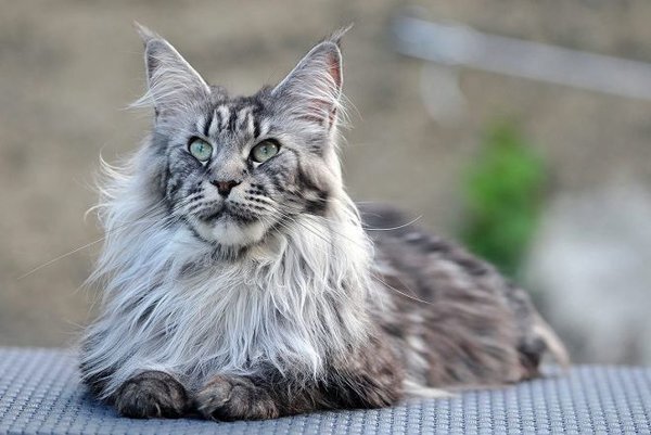 Самые опасные кошки планеты (названия и фото) | Мир животных | Дзен