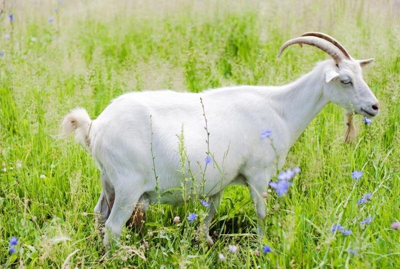 Основы содержания коз в домашних условиях 