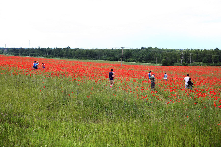 Павы псковская область маковое поле. Павские маки псковская. Маковое поле псковская. Маковое поле псковская. Маковое поле псковская.