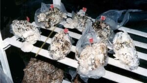 В Мексике проводили эксперименты с грибами, которые могу разрушать подгузники гораздо быстрее, поскольку питаются целлюлозой. Грибы уменьшают вес и объем подгузников примерно на 80 %.  