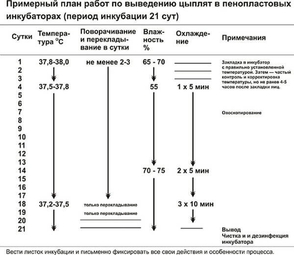 Показания температуры и влажности для инкубации куриных яиц 🐣🌡