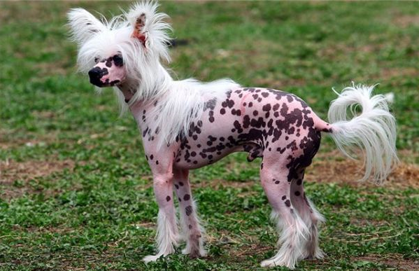 Самая страшная порода собак в мире фото