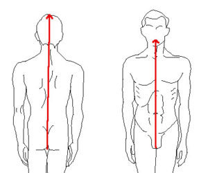 Направление движения энергии ци по переднесрединному (справа)