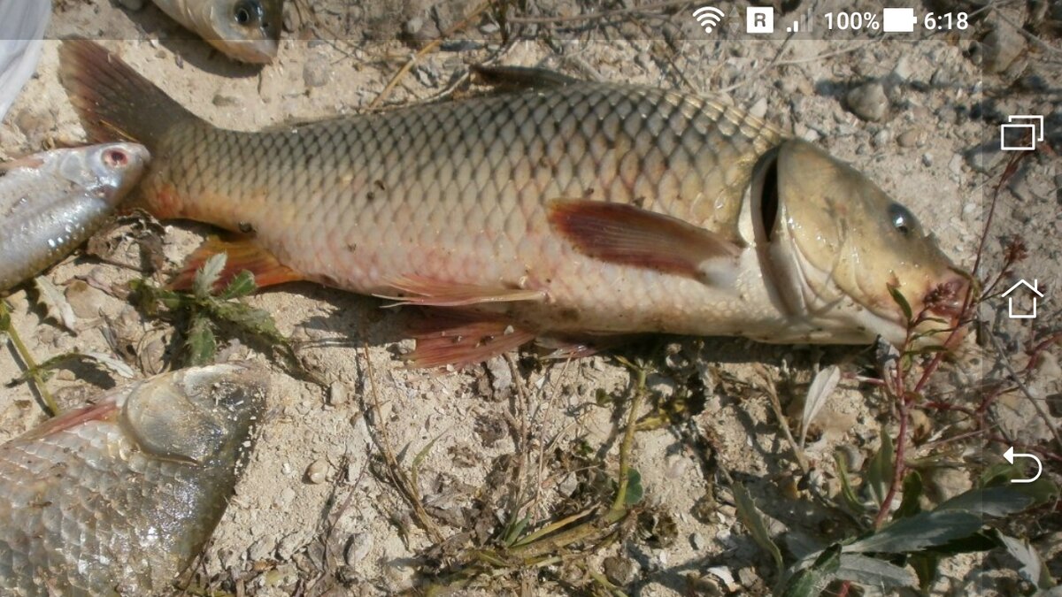 фото улова на донную оснастку удочку