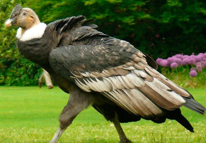 Самая большая птица на земле