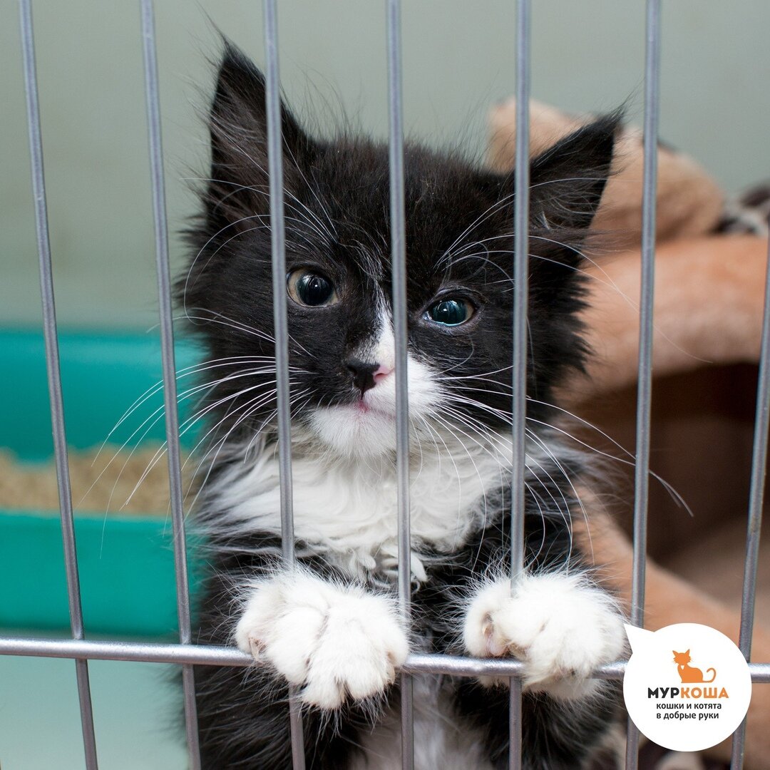 Возьму в добрые руки. Приют Муркоша котята. Котята из приюта. Котята в приюте. Коты из приюта в Москве.