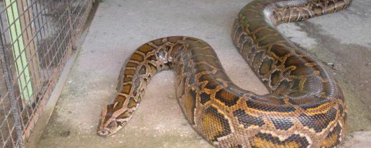   В пятницу местные жители нашли и убили громадную змею, которая проглотила женщину в Юго-Восточном Сулавеси - индонезийской провинции, которая находится на острове Сулавеси.