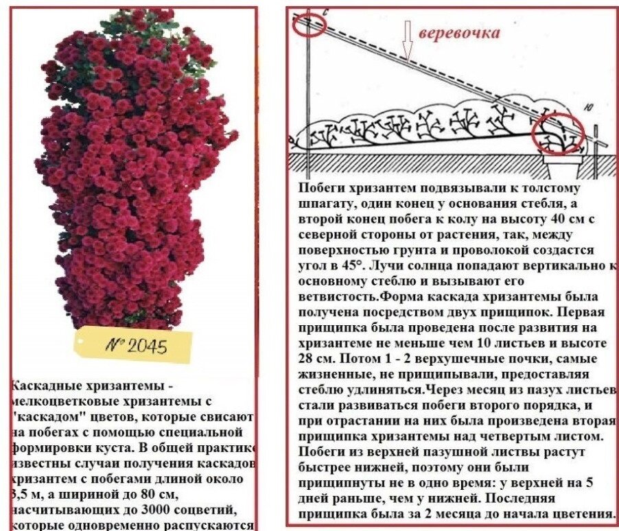 Надо прищипывать рассаду хризантем. Как формировать хризантему. Схема посадки хризантемы. Прищипывание хризантемы. Прищипка хризантемы мультифлора.