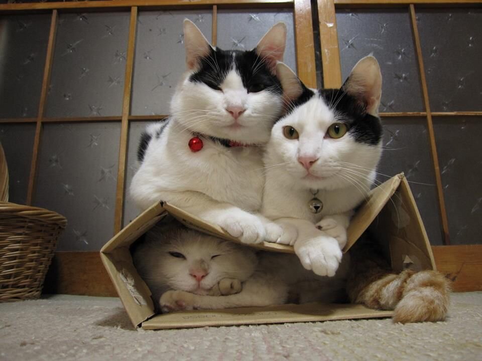 Три кота аж!