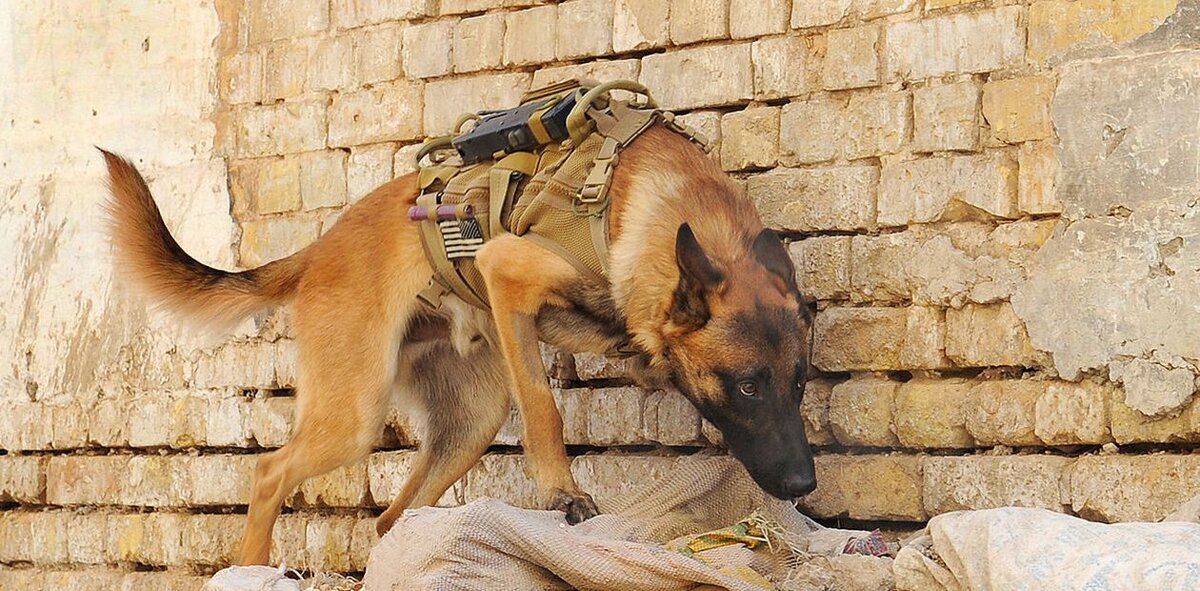 В истории множество примеров отважных и доблестных подвигов братьев наших меньших. Вот несколько ярчайших примеров. Собака по кличке Фэйт родилась без одной передней лапы, а вторую ей пришлось ампутировать. Несмотря на это, она научилась ходить только на задних лапах. Позже её хозяйка стала ездить с ней по военным госпиталям и демонстрировать способности Фэйт американским военным с тяжёлыми травмами. Тем самым они вдохновляли и поддерживали раненых бойцов. За эти заслуги Фэйт присвоили звание сержанта армии США.
Еще одно животное с армейским званием – почтовый голубь № 888. Во время  Первой мировой войне за большие заслуги ему присвоили звание полковника английской армии. А после своей смерти голубь был похоронен со всеми воинскими почестями.
В нашей отечественной истории легендой стала немецкая овчарка Джульбарс. За свою службу он сумел обнаружить более 7 тысяч мин и 150 снарядов. Джульбарс участвовал в разминировании дворцов над Дунаем, замков Праги и соборов Вены. Он единственный из собак за время войны был удостоен боевой наградой – медалью «За боевые заслуги». Его подвиги признали маршалы, генералы и даже сам И. Сталин. Когда в конце войны Джульбарс был ранен и не смог самостоятельно участвовать в Параде Победы в Москве, Сталин приказал нести его по Красной площади на своём кителе.