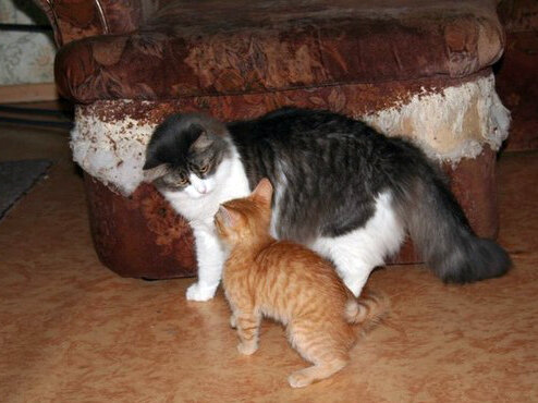 А здесь малыш, удобнее всего точить когти!..