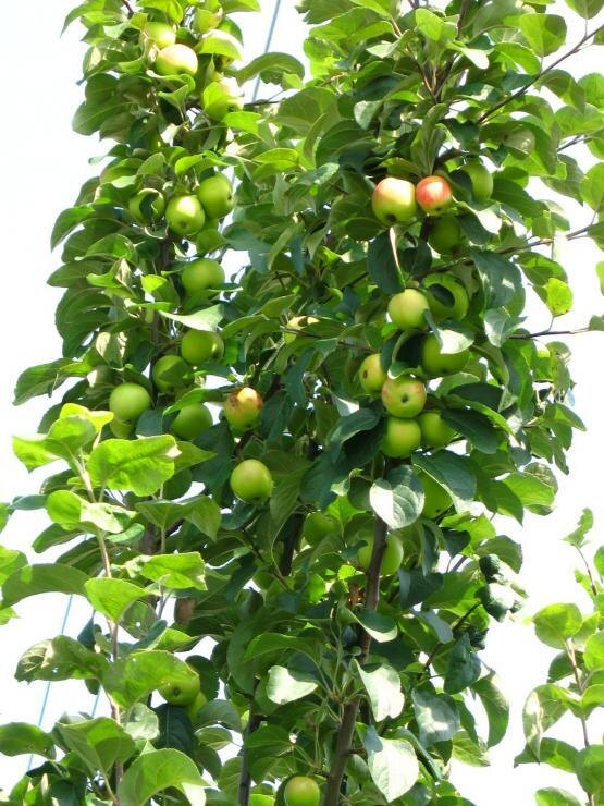 Карликовая яблоня для Сибири и Урала сорта Чудное, как ее посадить | Садоводство и Огородничество