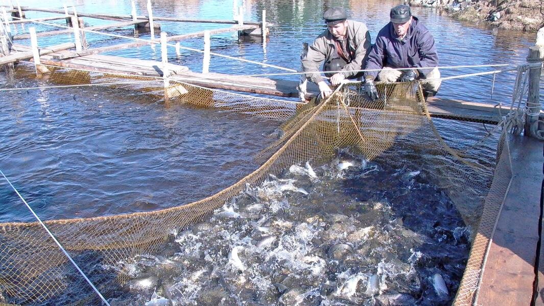 Ловля байкальского омуля. Фото: Global Look Press/Petr Sanziev