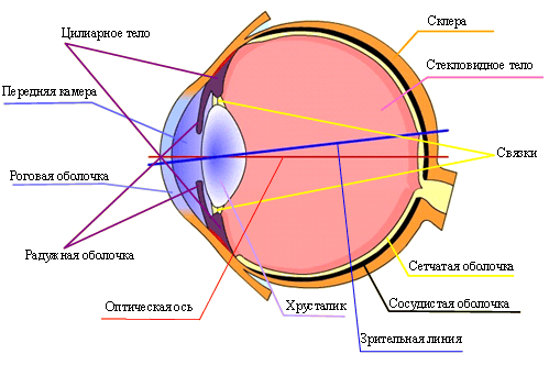Схема человеческого глаза. В фотоаппаратах роль хрусталика выполняет объектив, а роль сетчатки — матрица или, прежде, фотопленка.
