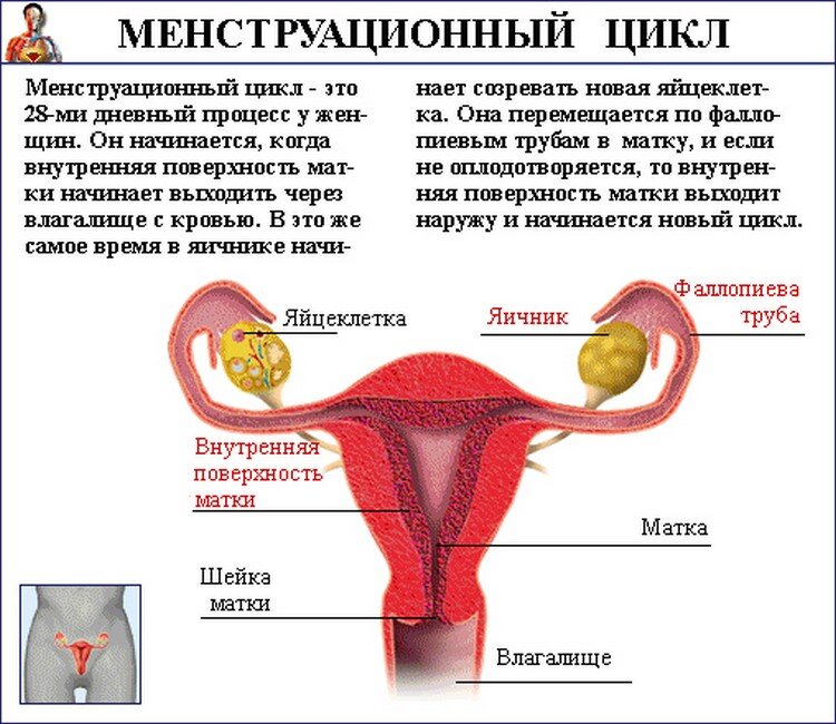 Зависимость размера вагины от веса - 45 ответов на форуме arnoldrak-spb.ru ()