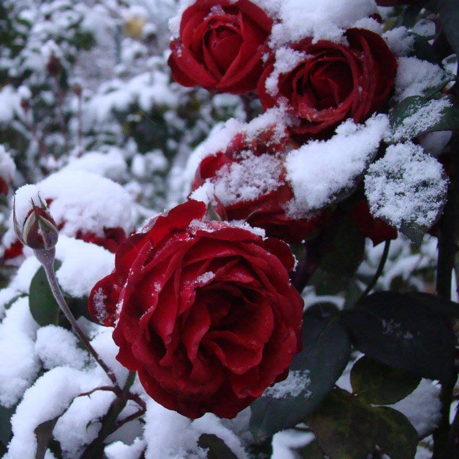 http://s3.favim.com/orig/150101/cold-red-roses-roses-snow-Favim.com-2351443.jpg