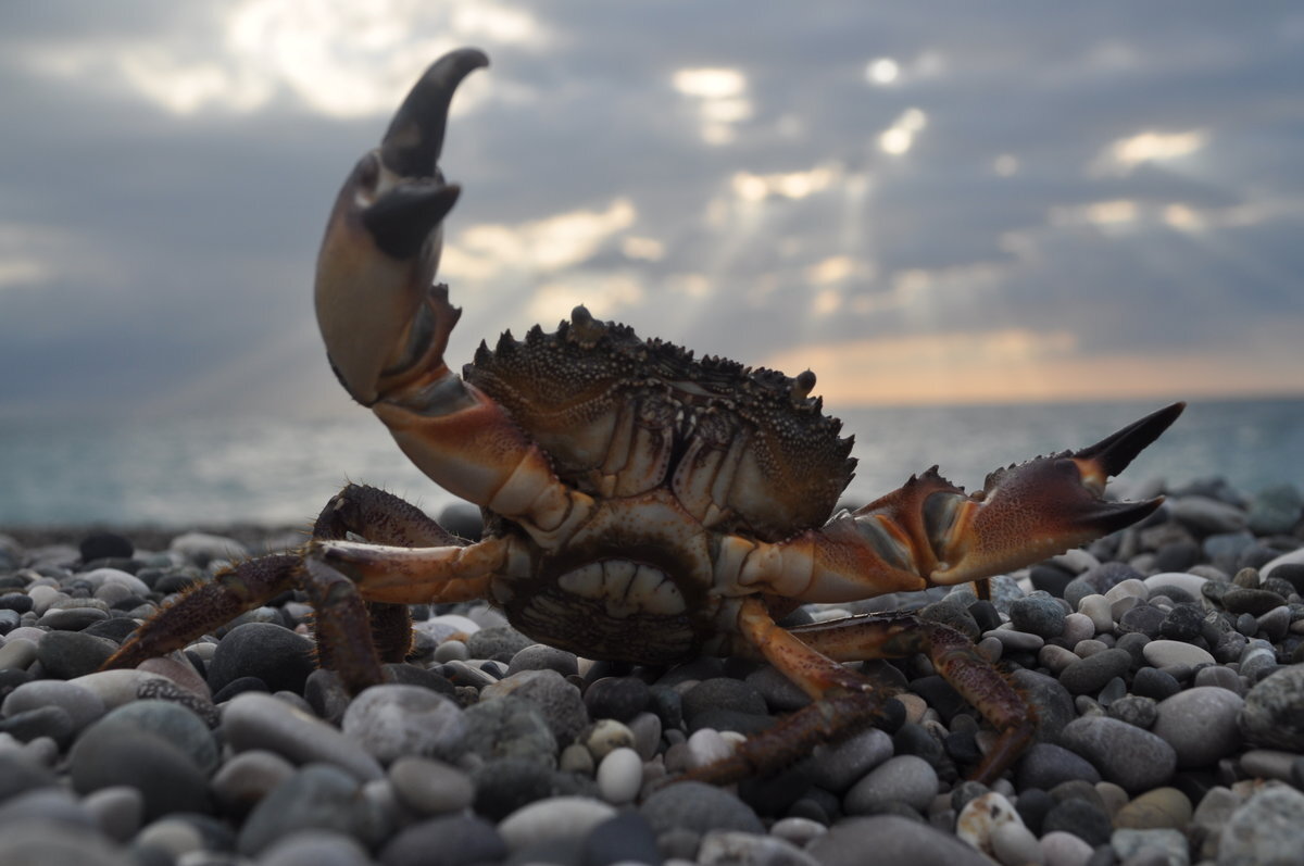 Фауна и фауна черного моря