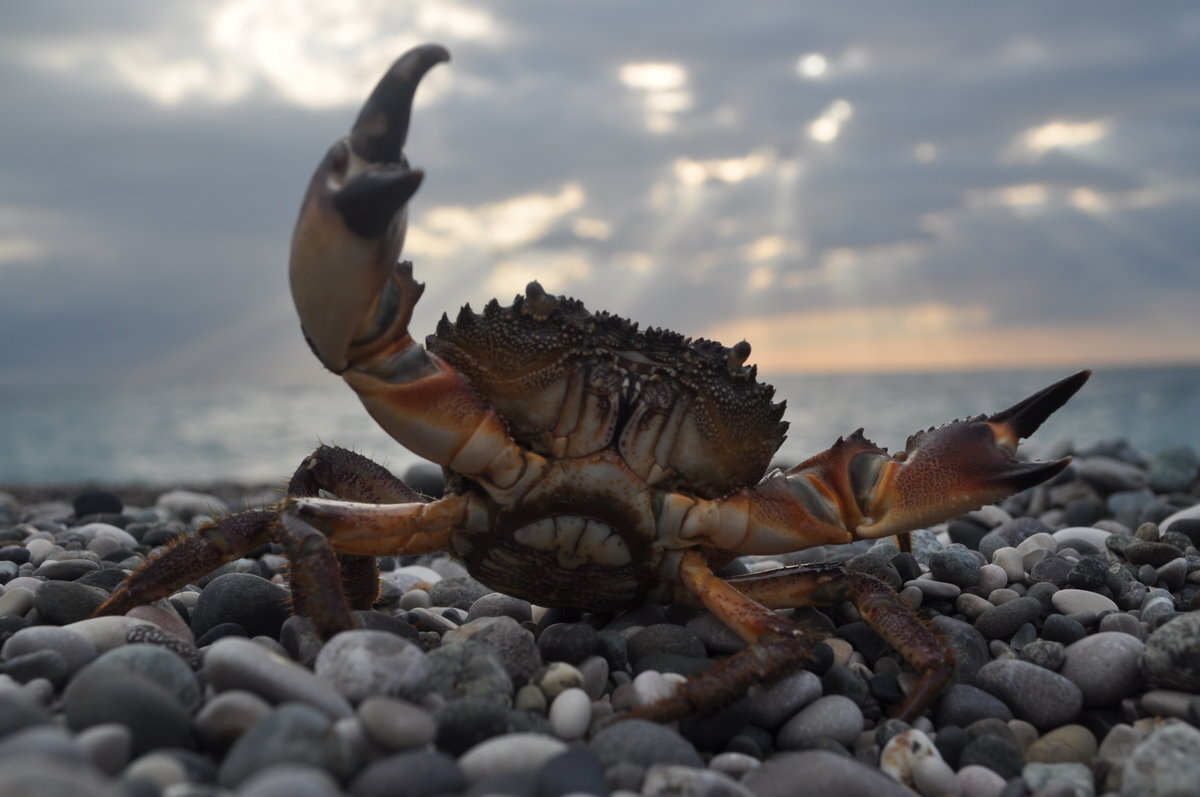 Фауна и фауна черного моря с фото