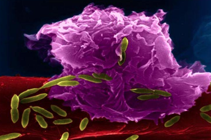 Лейкоцит и бактерии