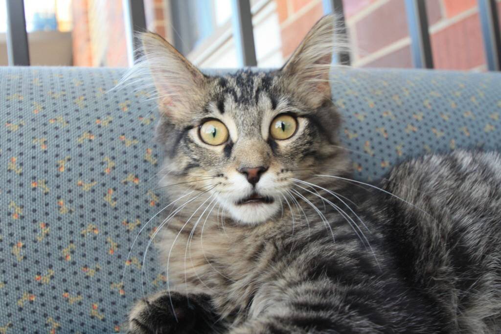 пикча из тырнетов ваших этих вот