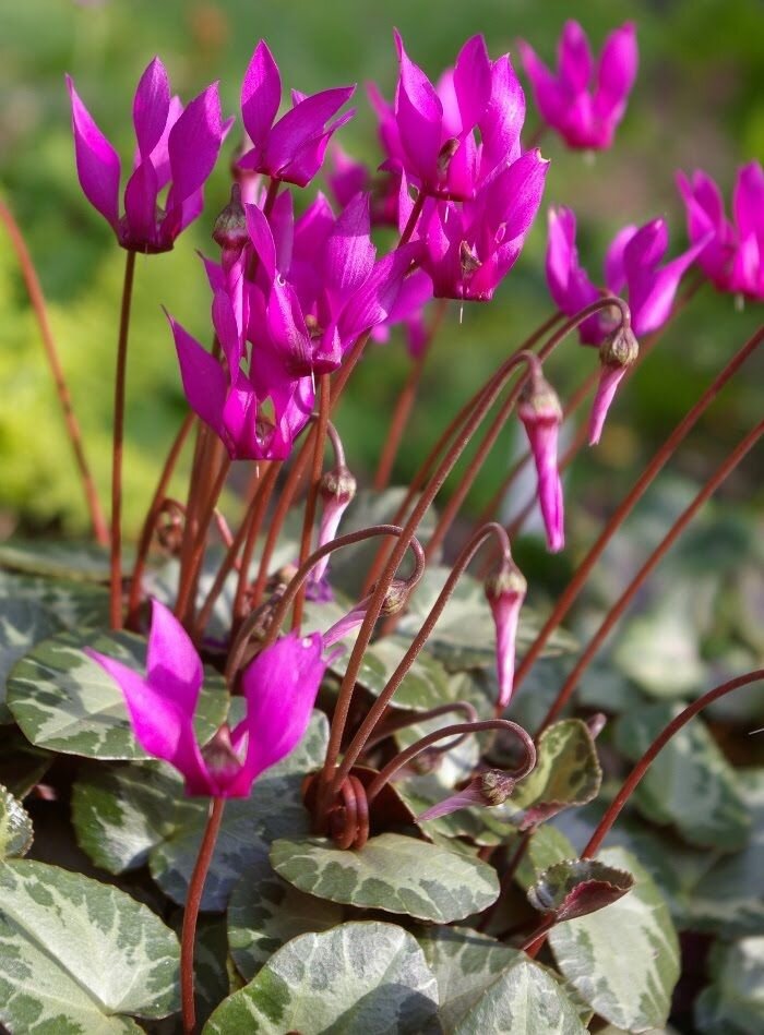 Цветы и аромат