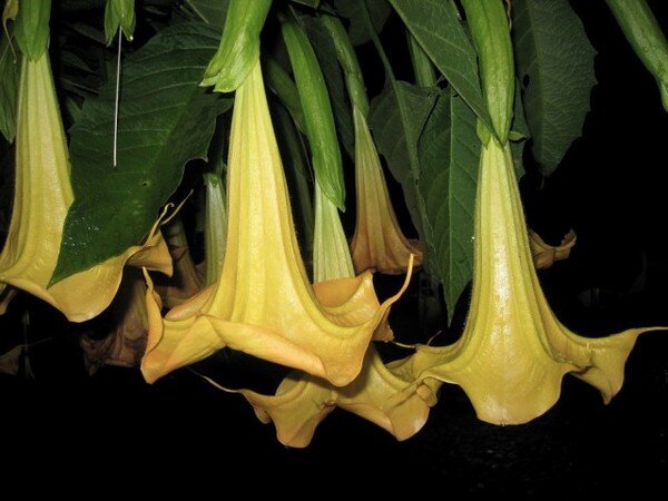 Второе название этого растения - «Дурман», произрастает на Аравийском полуострове в  Саудовской Аравии. 