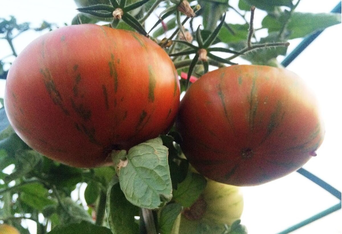Лучшие сорта томатов на 2020 год.