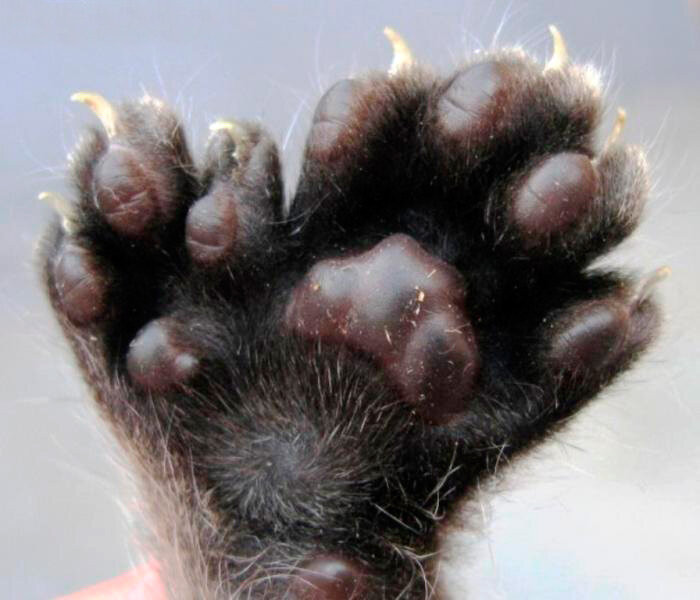 Именно у кошек этой породы совершенно нормальным является наличие 6-7 пальцев на передних лапках и 5-6 на задних.При этом владельцам таких уникальных лап это не только не мешает,но и дает массу преимуществ. Например они способны брать предметы в лапку или легко удерживаться на дереве.Этой породе кошек свойственно не выпускать когти,поэтому владельцам котов,которых обнимают мягкие,огромные  лапки "варежки" можно только позавидовать! Стоимость таких котят конечно не может быть дешёвой а приобрести их можно в специализированном питомнике  "Russpixi"занимающимся профессиональным  разведением именно этой породы кошек