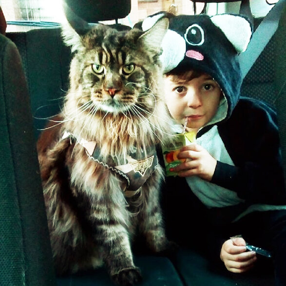 (С таким пушистым другом можно не бояться соседских гопников)