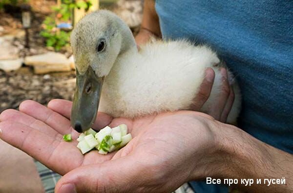 Чем кормить гусей зимой? : Гуси