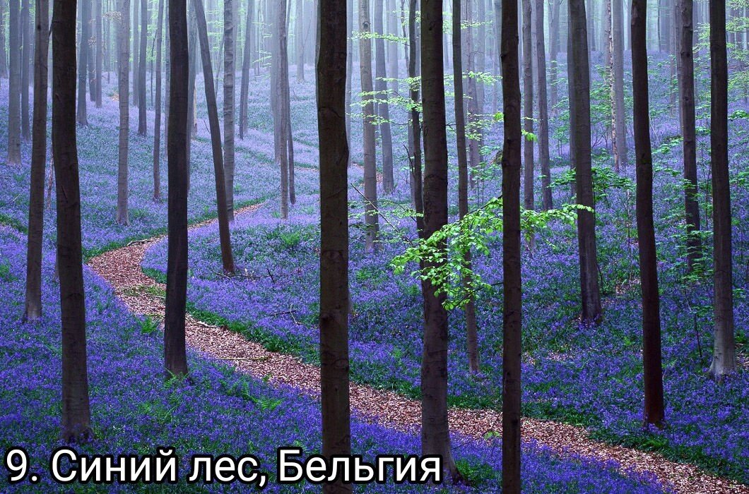  9. Синий лес, Бельгия. Халлербос - именно такое название имеет лес в Бельгии - буквально усыпан цветами колокольчиками. Их здесь настолько много, что издалека кажется, будто деревья окутаны в сине-фиолетовый туман. Приезжать сюда стоит не раньше и не позднее мая - именно в это время "ковёр" из колокольчиков наиболее густой.
