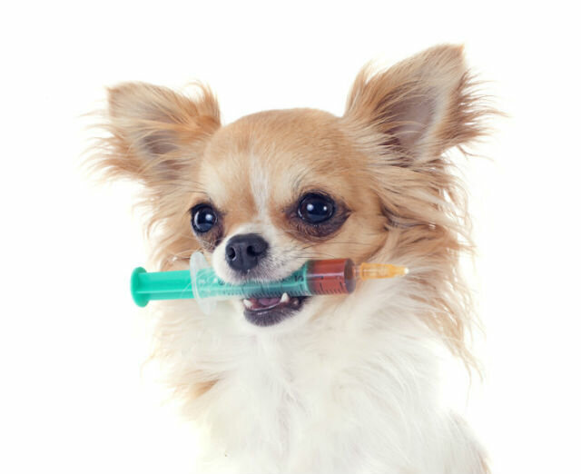 Можно ли собакам гулять после прививки | Лапа помощи | Дзен