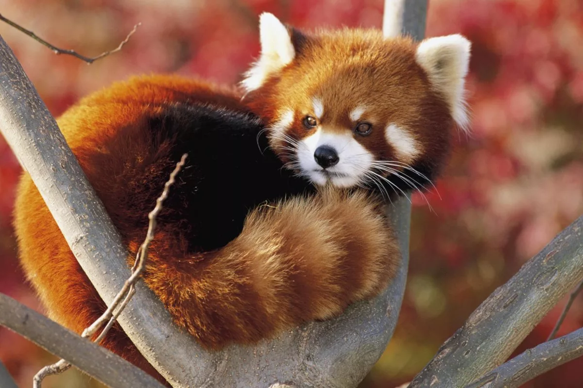 Красная (малая) панда на ветке дерева