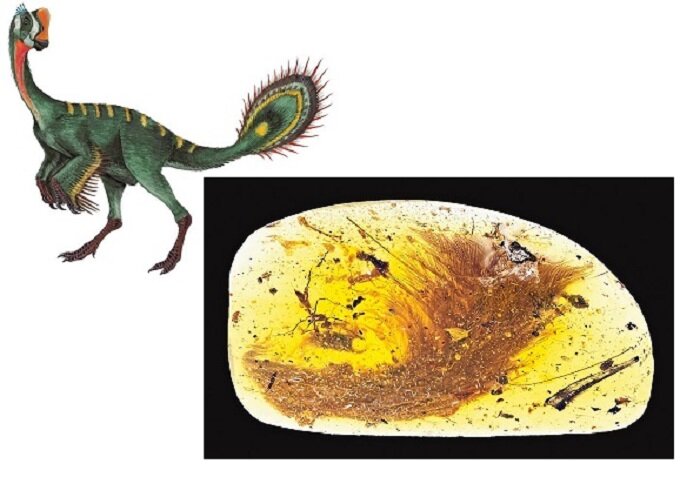 Фрагмент хвоста динозавра в янтаре, найденном в долине Хуконг. Current Biology