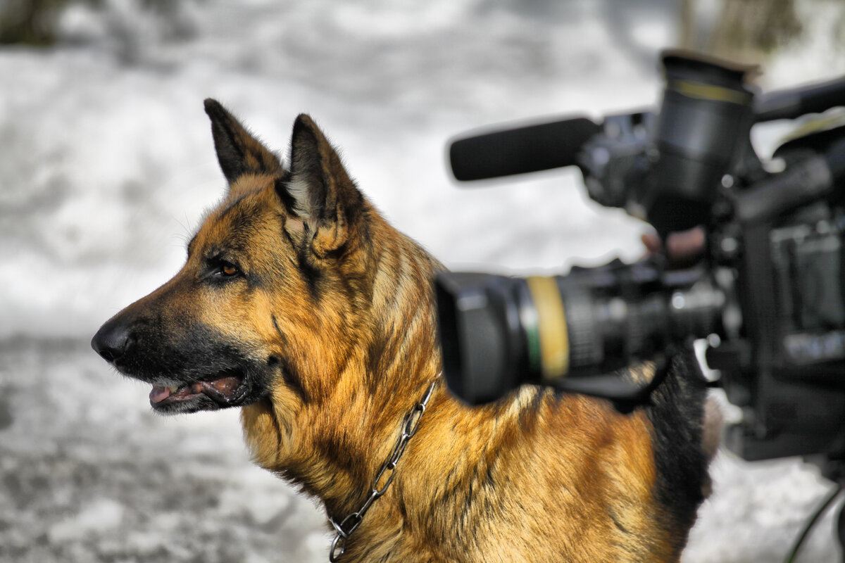 Мухтар помогает оператору во время съёмок 