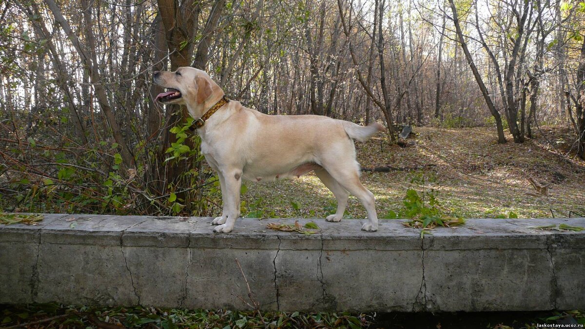 фото из личного архива Лабрадор Зетта Джонс Леди Льдинка