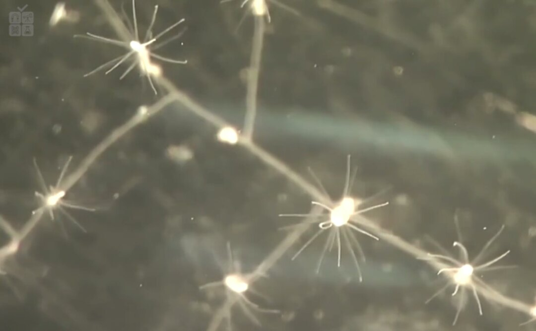 Колония полипов под микроскопом.