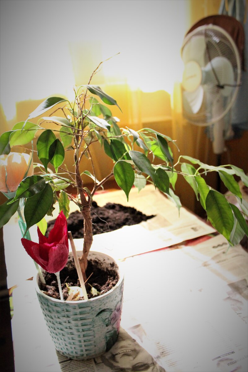 Дерево бонсай можно сделать из любого цветка с древообразной кроной. Из фикуса бонсай сделать проще и быстрее, так как фикус при правильном уходе разрастается быстро. Недавно мне отдали фикус и я решила оформить его под бонсай. Создавать бонсай в принципе не сложно, но требует времени. Для этого вам понадобиться проволока тонкая, ее необходимо будет нарезать на небольшие отрезки примерно по 10-12 см, горшок низкий специально для бонсая (у меня его не было, и я решила взять контейнер из-под творога), дренаж (я взяла камни из аквариума). Давайте разберем как это делается. Для начала уберем все сухие листья и ветки. 