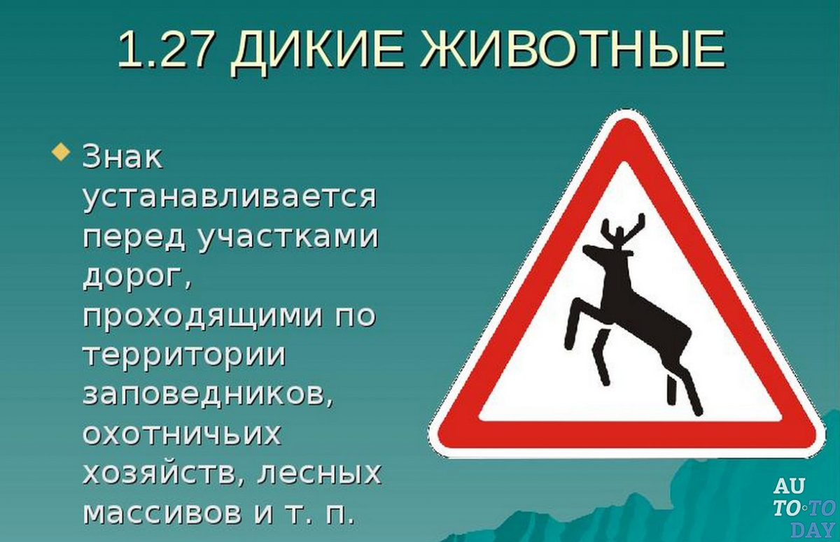 В Белгородской области водитель насмерть сбил беременную самку косули - МК Белго