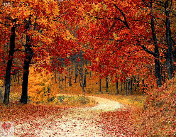 Осенний лес благотворно влияет на нервную систему