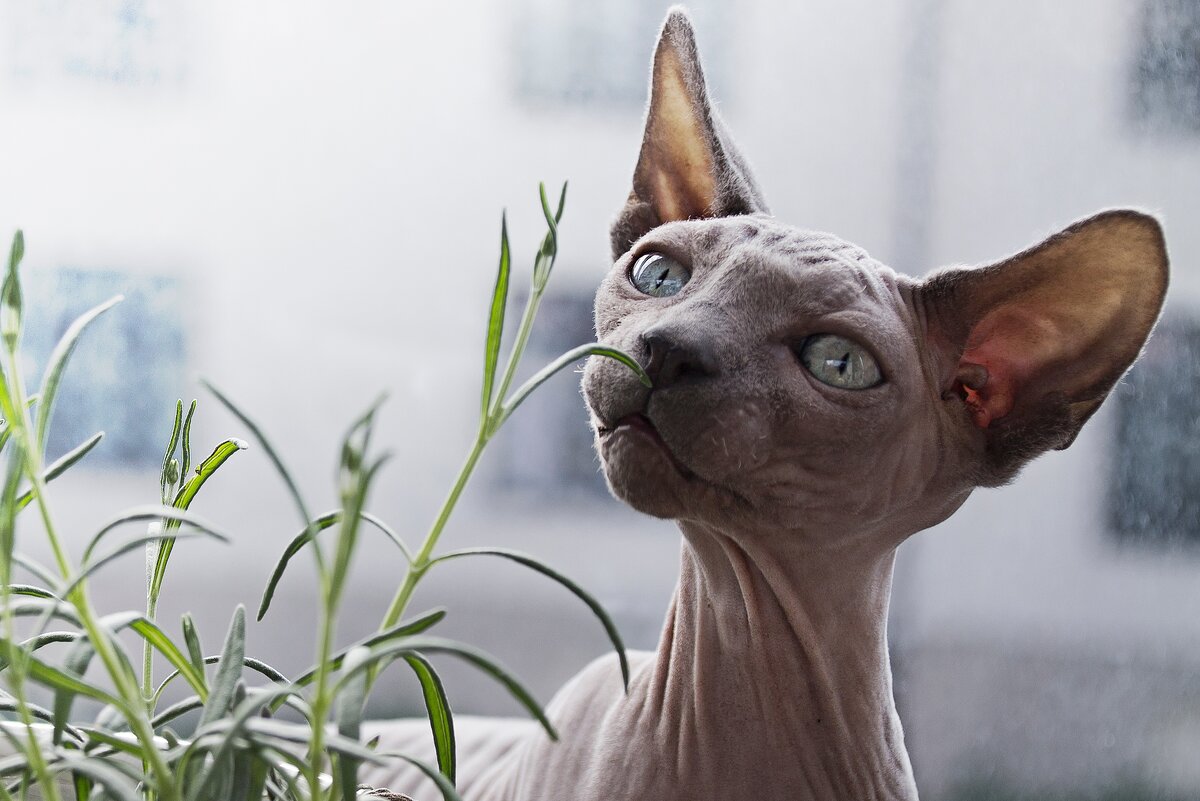 https://www.freestockimages.ru/cat